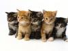Why do kittens dream - for good or for evil?