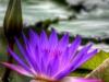 What do water lilies seen in a dream mean? Why do you dream about Water Lily?