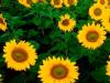 Why do you dream that a sunflower with seeds has grown?