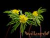 Ajschynant - wspaniałe liście i kwiaty
