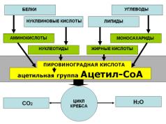 कोशिका में श्वसन के चरण.  कोशिकीय श्वसन।  श्वसन का सामान्य समीकरण, एटीपी संतुलन